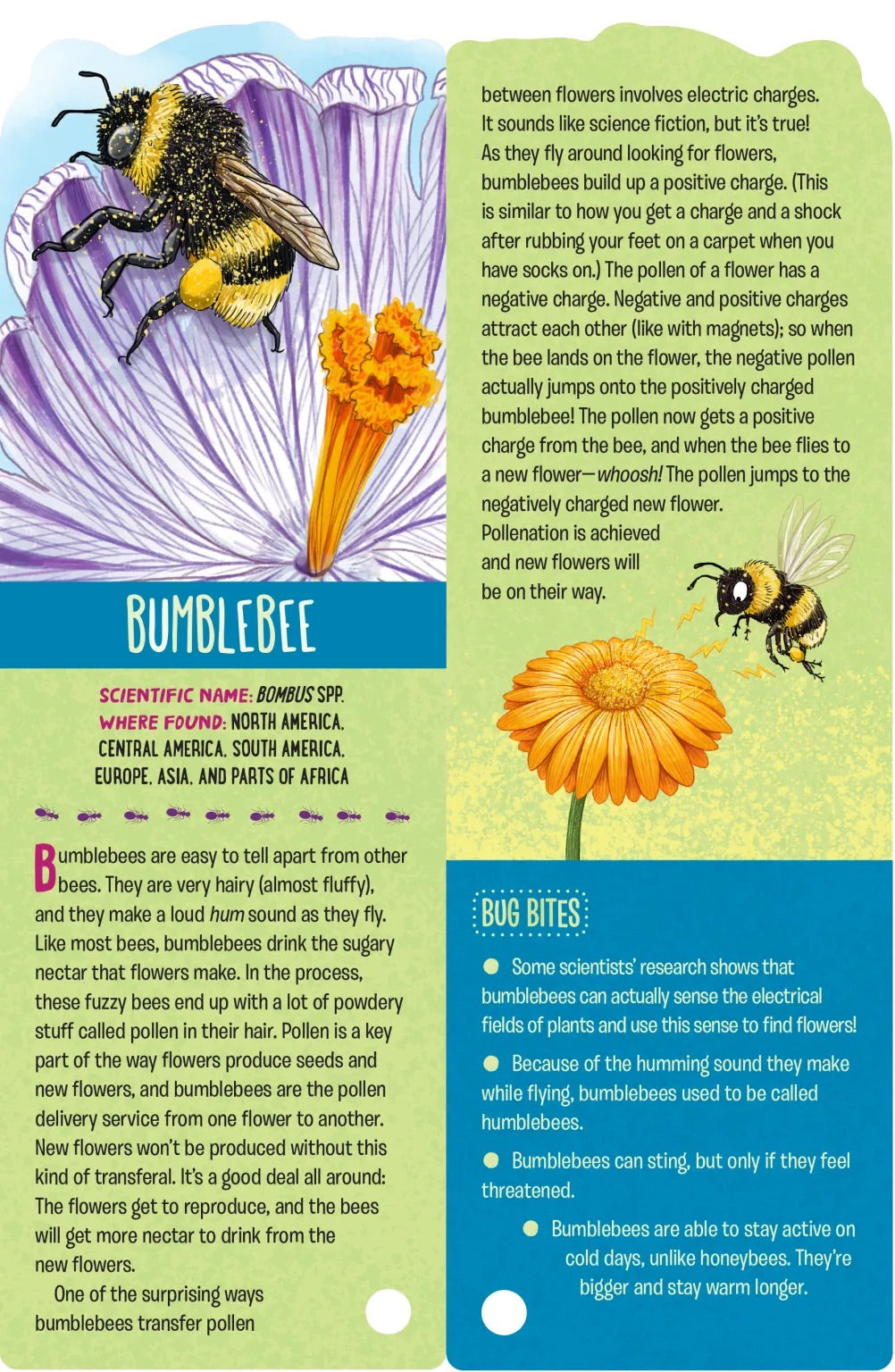 FANDEX Family Field Guides