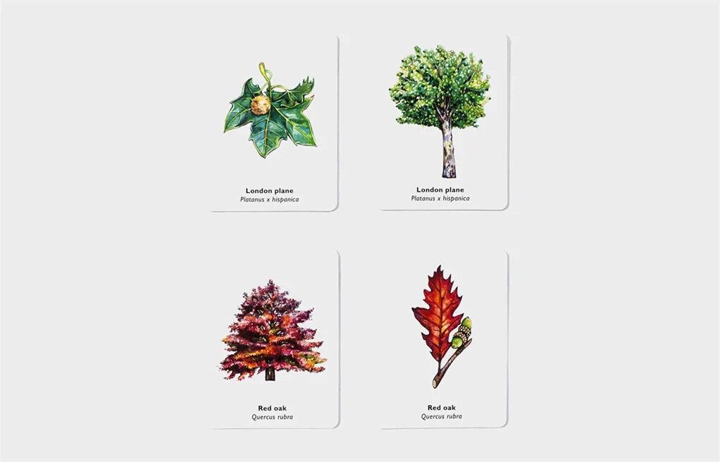 Match a Leaf: A Tree Memory Game