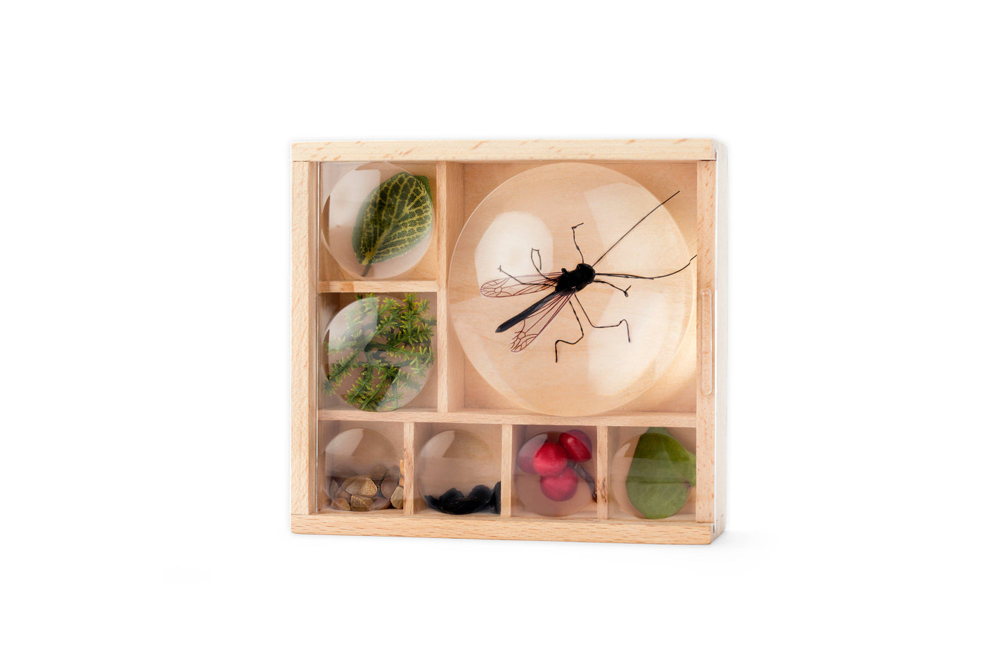Kikkerland Design Inc - Huckleberry My Little Museum